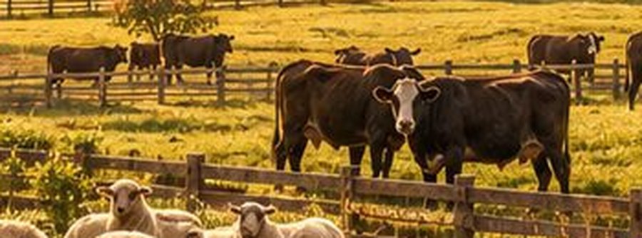 Cattle grazing behind a wooden fence